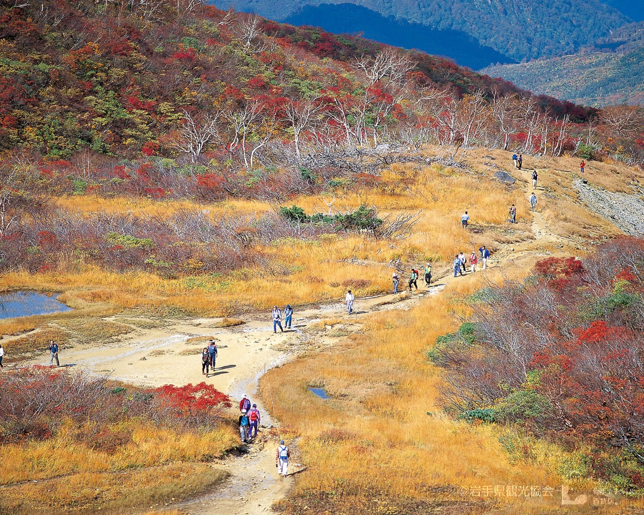 岩手 秋天賞楓景點總覽 上 日本旅行情報局大福家族 岩手 秋天賞楓景點總覽 上 日本旅行情報局大福家族