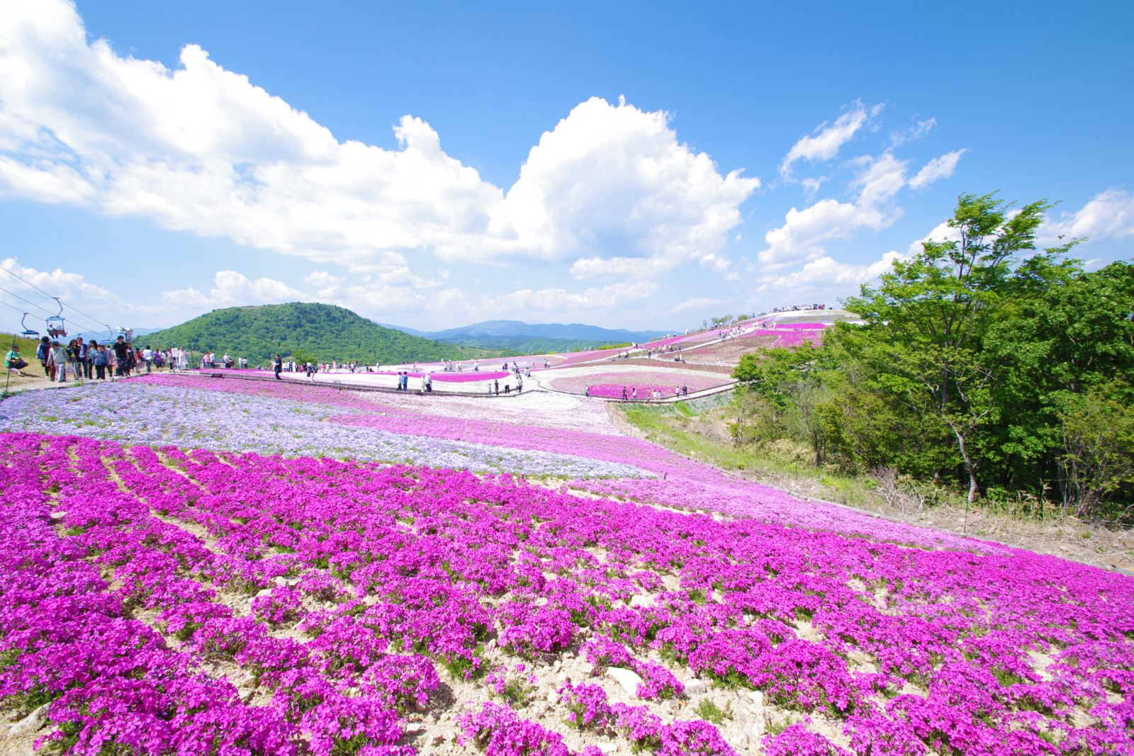 愛知縣豐根村 名副其實的空中花園 茶臼山高原芝櫻祭 日本旅行情報局大福家族