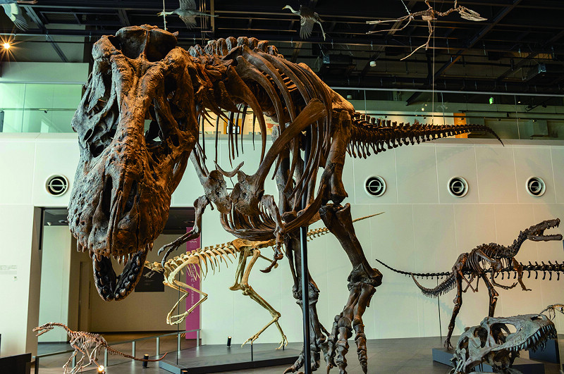 世界最大的霸王龍全身骨骼複製品，高度達13公尺。   圖片提供：長崎市恐龍博物館