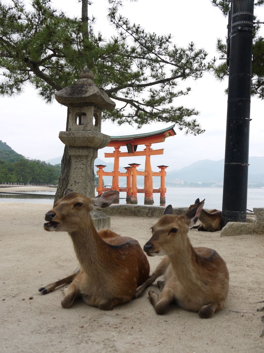 嚴島神社境內悠然自得的小鹿