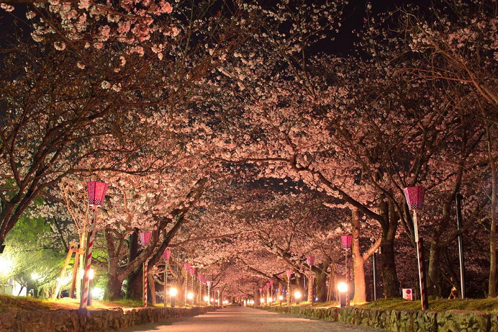 大村公園夜間的櫻花隧道  