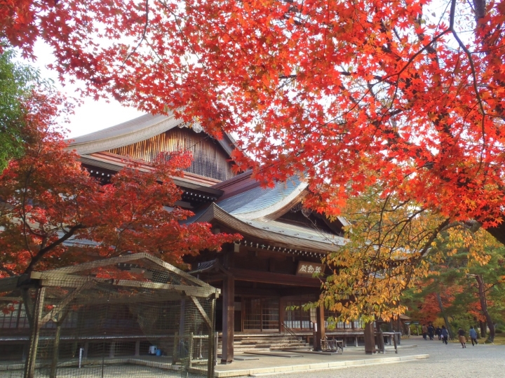 京都 賞楓