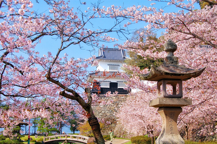大村公園的櫻花  圖片提供：長崎縣觀光連盟