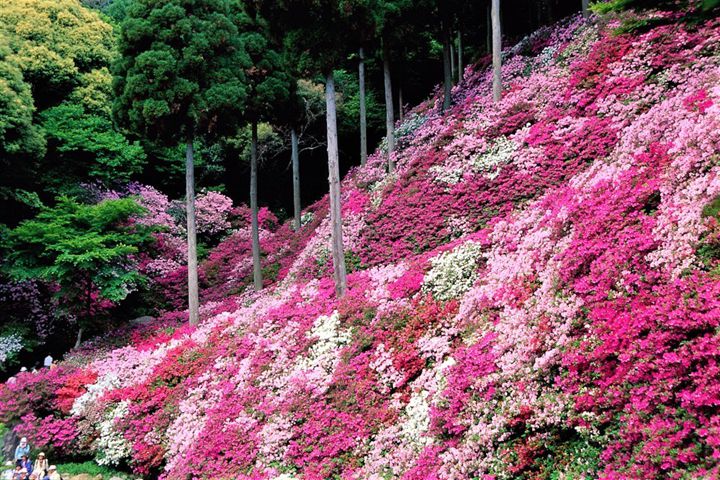 基山町　大興善寺_佐賀FB