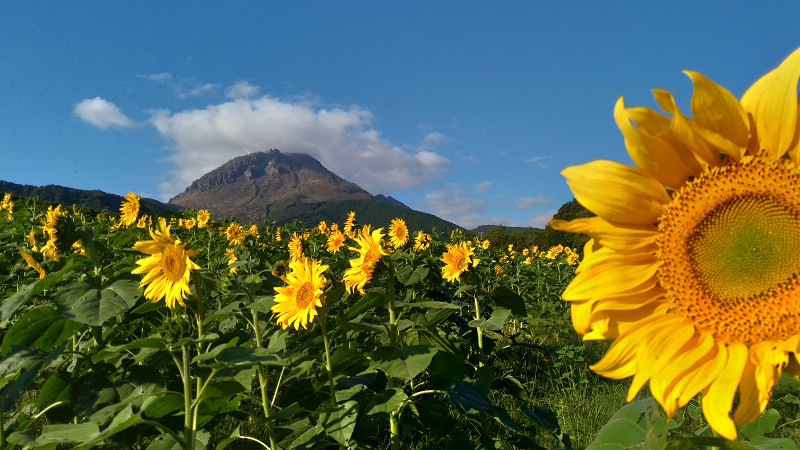 島原火張山花公園