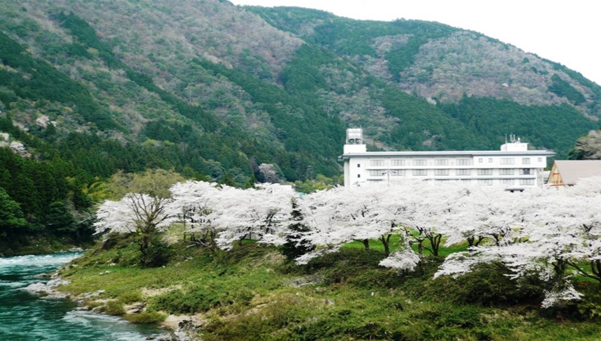 ▲郡上八幡飯店每逢4月中下旬飯店被櫻花包圍十分唯美。　圖：郡上八幡飯店／提供