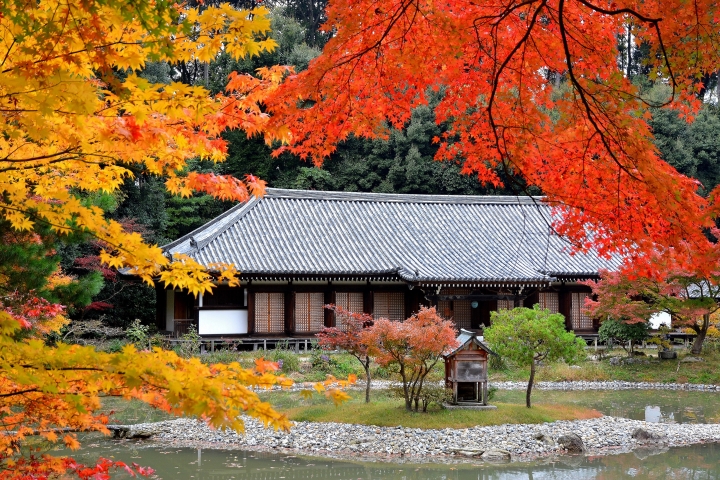 京都 賞楓