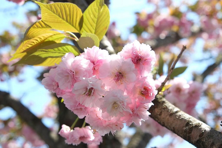 當地獨有的櫻花品種「大村櫻」