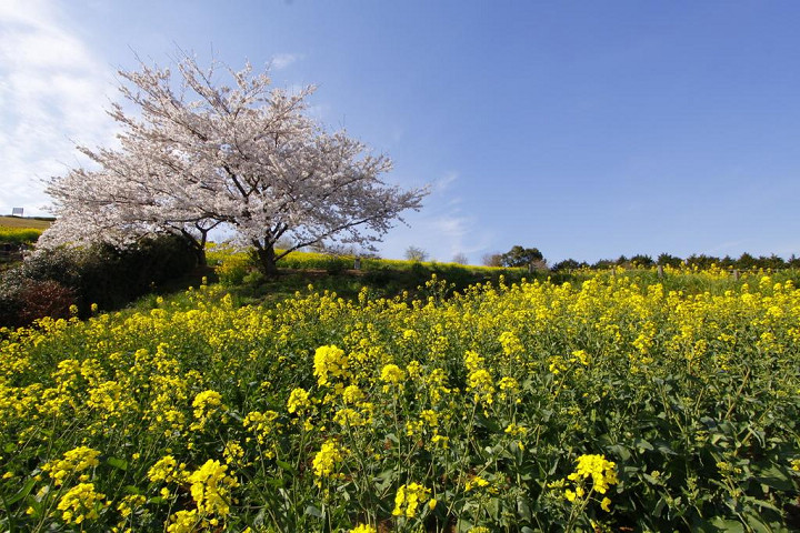 白木峰高原