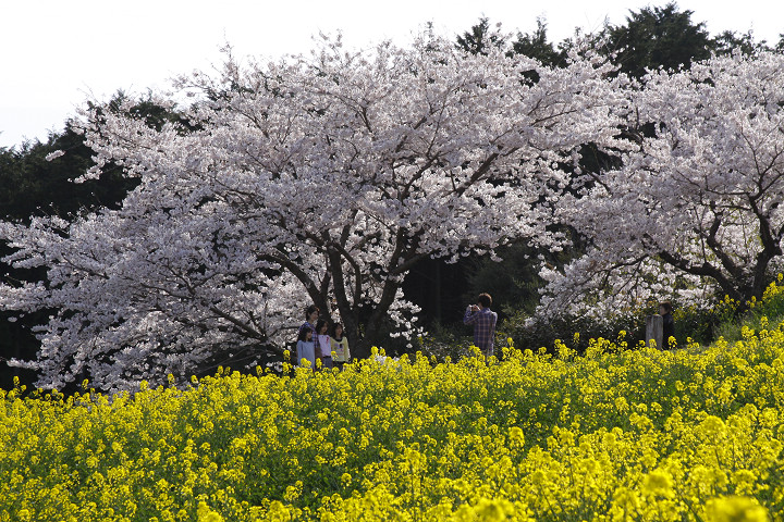 白木峰高原