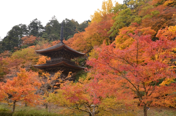 京都 賞楓