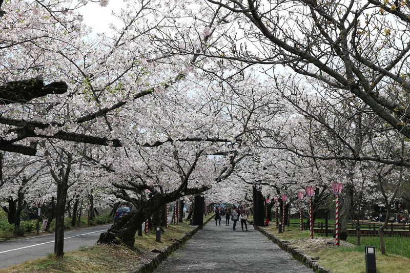 大村公園旁的長長櫻花隧道是最佳的拍照地點。