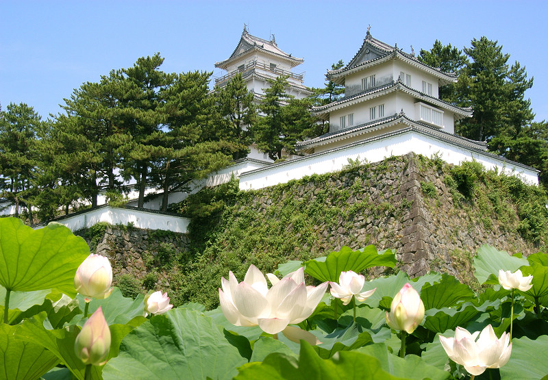  夏日的島原城護城河中，開滿了應景的荷花。    圖片提供：長崎縣觀光連盟