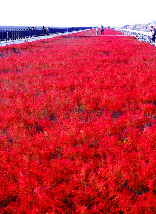 ▲「東與賀海岸」獨特的七面草，秋天就像一片海上紅葉。　圖：佐賀縣觀光聯盟／提供