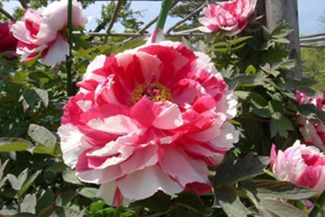 唐津市　牡丹與芍藥祭