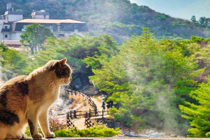 雲仙地獄永遠雲煙裊裊，溫暖的地熱吸引貓咪們駐足。