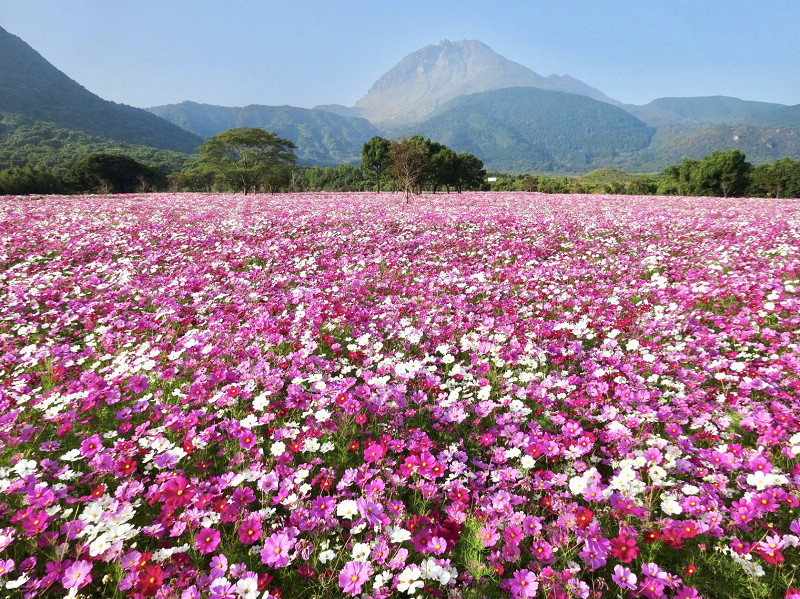 島原火張山花公園