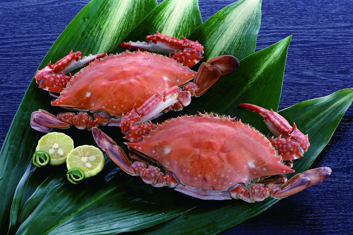 ▲竹崎螃蟹肉質飽滿鮮甜。　圖：佐賀縣觀光聯盟／提供