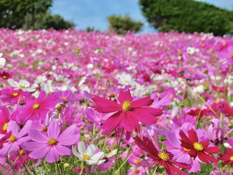 大村 大又農園