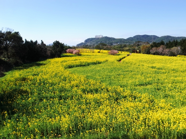 愛知縣田原市 春日最浪漫風景 超過千萬株的金黃油菜花田 日本旅行情報局大福家族