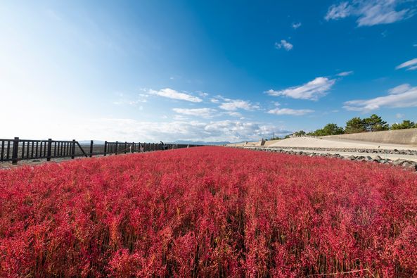 1-東與賀海岸 海上紅葉