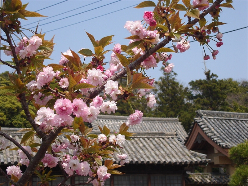 開花兩次的平戶二度開花櫻讓賞櫻樂趣也加倍。（圖片提供：平戶市）