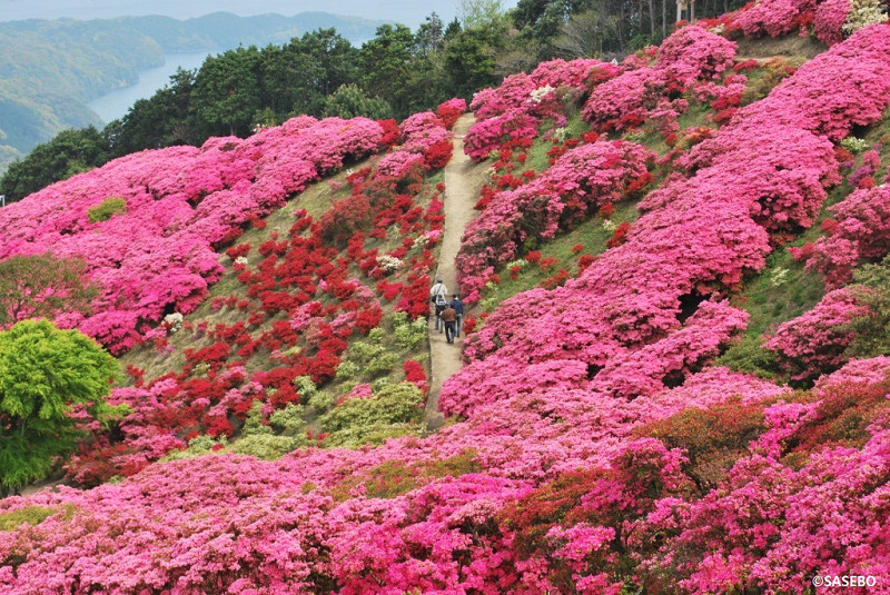 佐世保市｜長串山杜鵑花祭