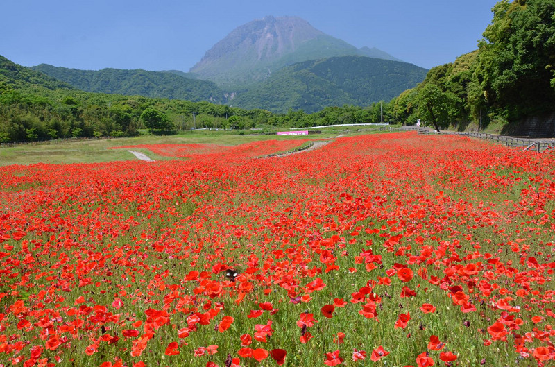 島原市｜島原火張山花公園「春之花祭」