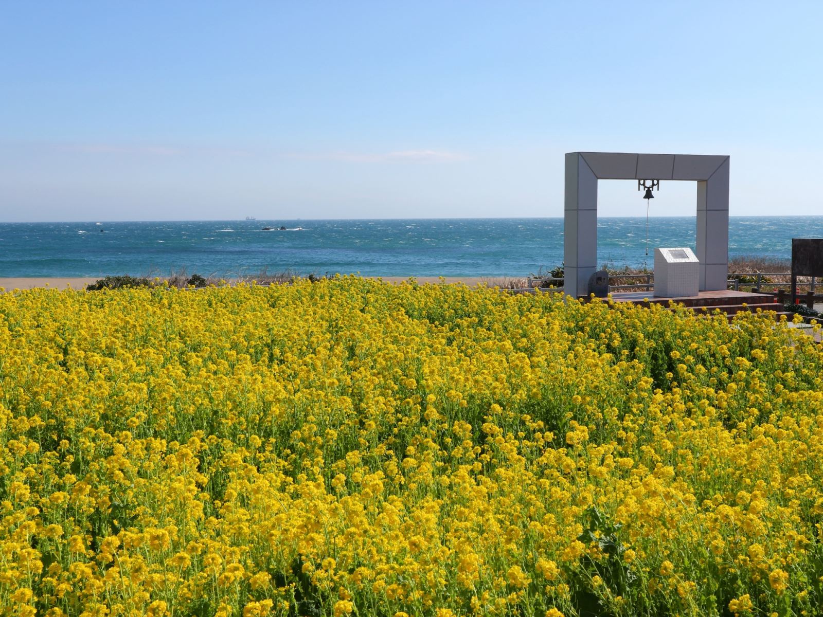 愛知縣田原市 春日最浪漫風景 超過千萬株的金黃油菜花田 日本旅行情報局大福家族