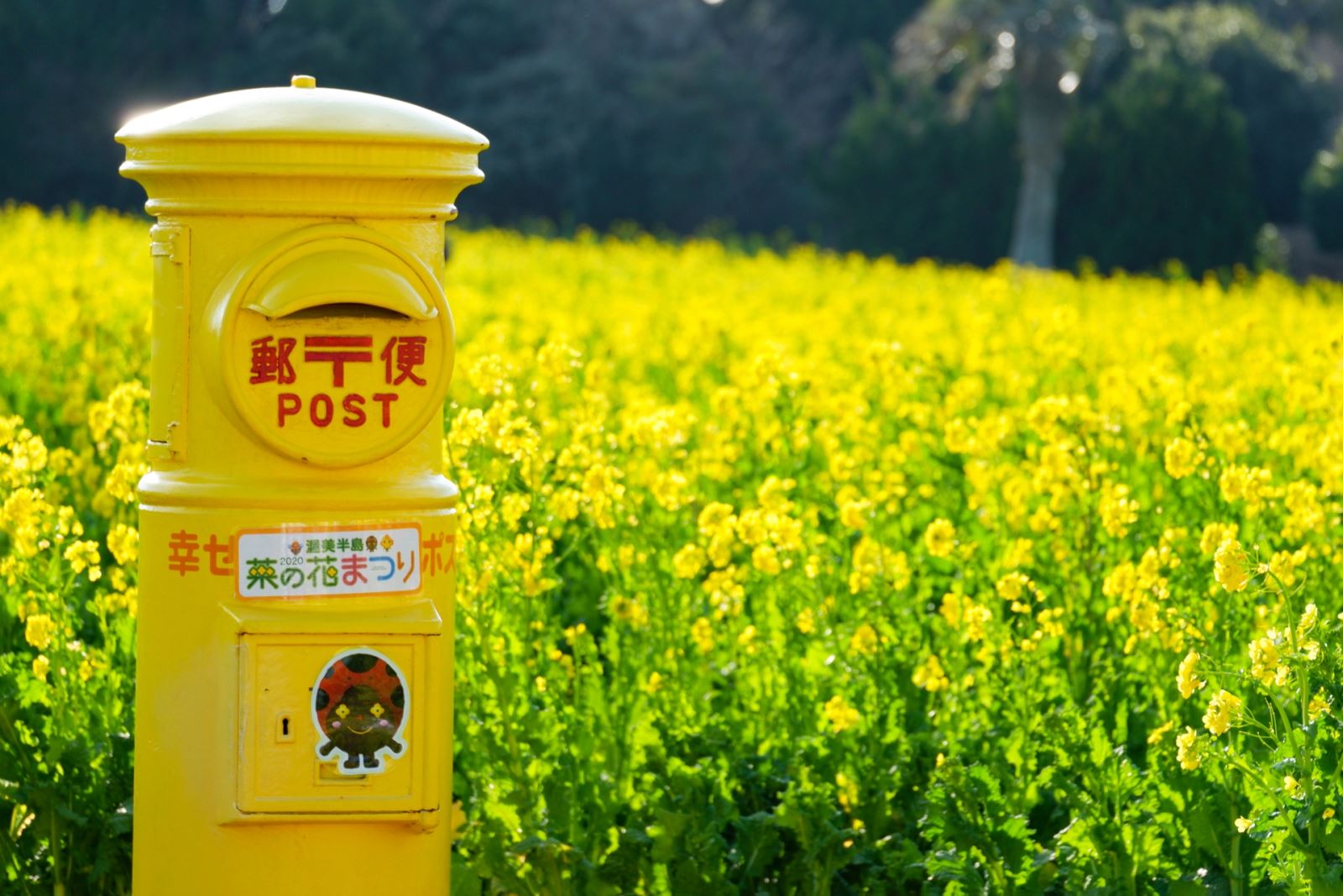 愛知縣田原市 春日最浪漫風景 超過千萬株的金黃油菜花田 日本旅行情報局大福家族