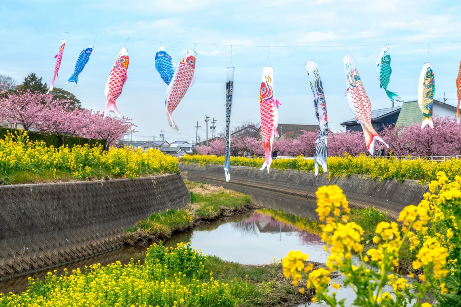 愛知縣田原市 春日最浪漫風景 超過千萬株的金黃油菜花田 日本旅行情報局大福家族