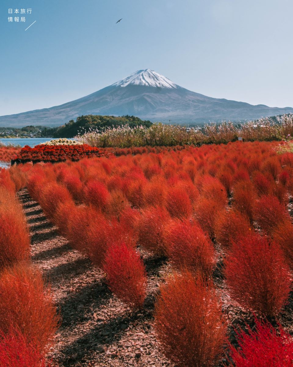 富士山和波波草相伴的豔紅秋日!河口湖大石公園的秋散步【珍奶大福の攝影分享会EP8】 | 日本旅行情報局大福家族 富士山和波波草相伴的豔紅秋日!河口湖大石公園的秋散步【珍奶大福の攝影分享会Ep8】 | 日本旅行情報局大福家族