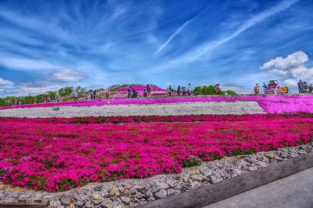 愛知縣豐根村 名副其實的空中花園 茶臼山高原芝櫻祭 日本旅行情報局大福家族